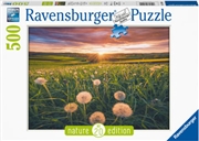 Buy Dandelions At Sunset Puzzle 500 Piece
