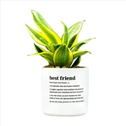 Buy Defined Planter Medium: Best Friend