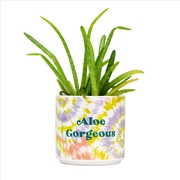 Buy Tie Dye Planter Small: Aloe Gorgeous