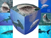 Buy V-Cube Sharks 2X2 Pillow