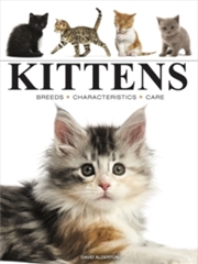 Buy Kittens