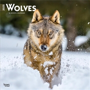 Buy Wolves 2025 Square Calendar