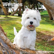 Buy West Highland White Terriers 2025 Square Calendar