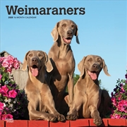 Buy Weimaraners 2025 Square Calendar