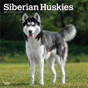 Buy Siberian Huskies 2025 Square Calendar