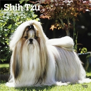 Buy Shih Tzu 2025 Square Calendar