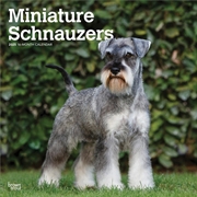 Buy Schnauzers, Miniature 2025 Square Calendar