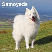 Buy Samoyeds 2025 Square Calendar