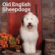 Buy Old English Sheepdogs 2025 Square Calendar