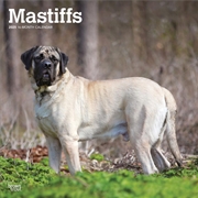 Buy Mastiffs 2025 Square Calendar