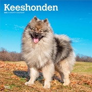 Buy Keeshonden 2025 Square Calendar