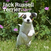 Buy Jack Russell Terrier Puppies 2025 Mini Calendar