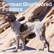 Buy German Shorthaired Pointers 2025 Square Calendar