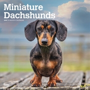 Buy Dachshunds, Miniature 2025 Square Calendar