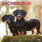 Buy Dachshunds 2025 Square FOIL Calendar