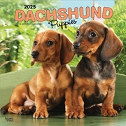 Buy Dachshund Puppies 2025 Square Calendar