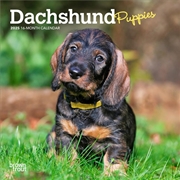 Buy Dachshund Puppies 2025 Mini Calendar