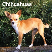 Buy Chihuahuas 2025 Square Calendar