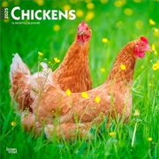 Buy Chickens 2025 Square Calendar