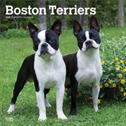 Buy Boston Terriers 2025 Square Calendar