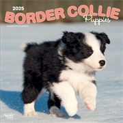 Buy Border Collie Puppies 2025 Square Calendar