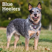 Buy Blue Heelers 2025 Square Calendar