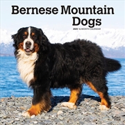 Buy Bernese Mountain Dogs 2025 Square Calendar