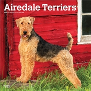 Buy Airedale Terriers 2025 Square Calendar