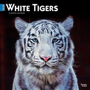 Buy White Tigers 2025 Square Calendar