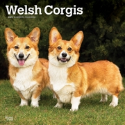 Buy Welsh Corgis 2025 Square Calendar