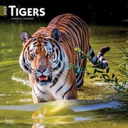 Buy Tigers 2025 Square Calendar