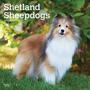 Buy Shetland Sheepdogs 2025 Square Calendar