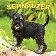 Buy Schnauzer Puppies 2025 Square Calendar