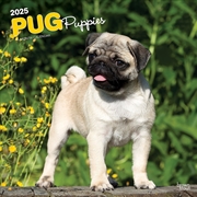 Buy Pug Puppies 2025 Square Calendar