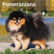 Buy Pomeranians 2025 Square Calendar