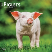 Buy Piglets 2025 Square Calendar