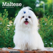 Buy Maltese 2025 Square Calendar