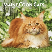 Buy Maine Coon Cats 2025 Square Calendar