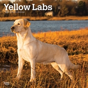 Buy Labrador Retrievers, Yellow 2025 Square Calendar