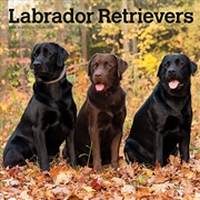 Buy Labrador Retrievers 2025 Square Calendar