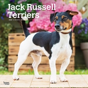 Buy Jack Russell Terriers 2025 Square Calendar