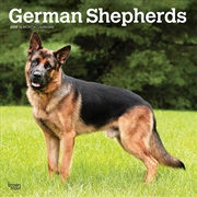 Buy German Shepherds 2025 Square Calendar