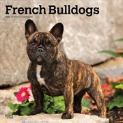 Buy French Bulldogs 2025 Square Calendar