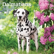 Buy Dalmatians 2025 Square Calendar