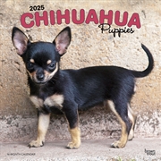 Buy Chihuahua Puppies 2025 Square Calendar