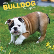 Buy Bulldog Puppies 2025 Square Calendar