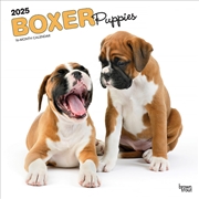 Buy Boxer Puppies 2025 Square Calendar