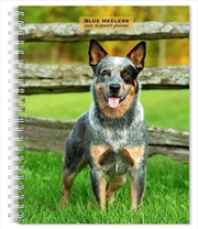 Buy Blue Heelers 2025 Engagement Calendar