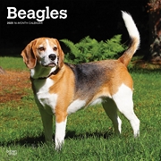 Buy Beagles 2025 Square Calendar