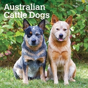 Buy Australian Cattle Dogs 2025 Square Calendar